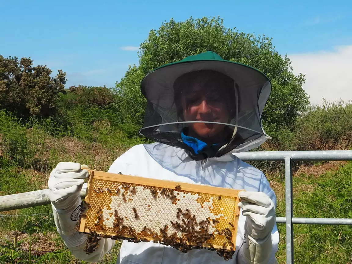 bee farming wwoofing in ireland