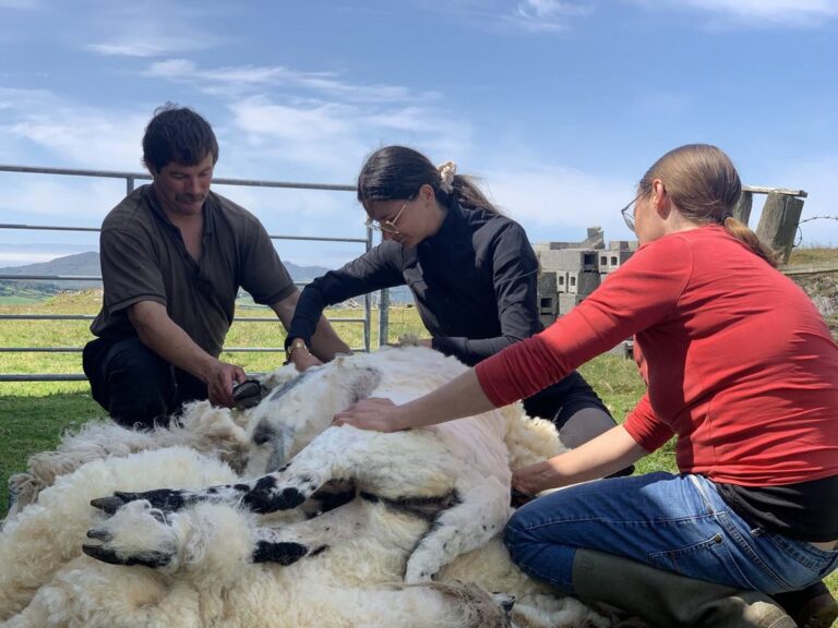 hand shearing sheep while wwoofing in ireland