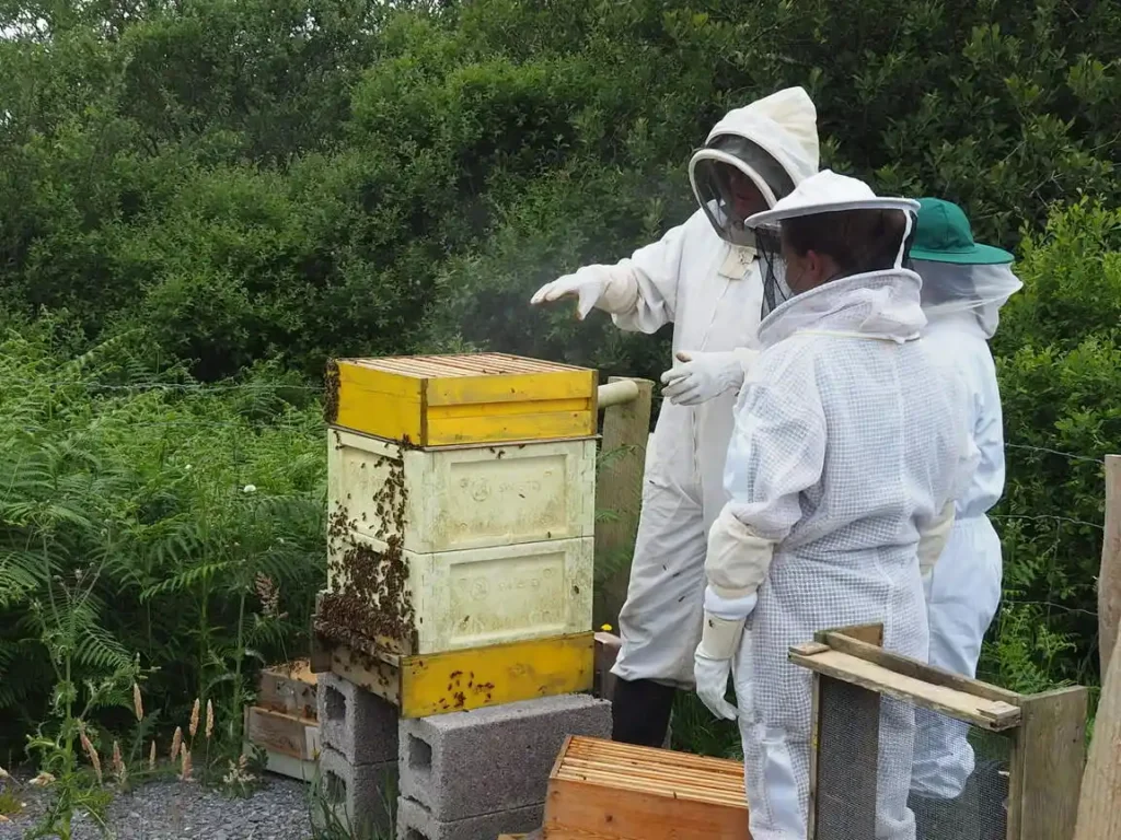 bee hives in ireland host farm