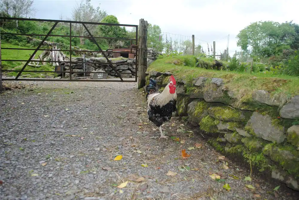 rooster at host farm