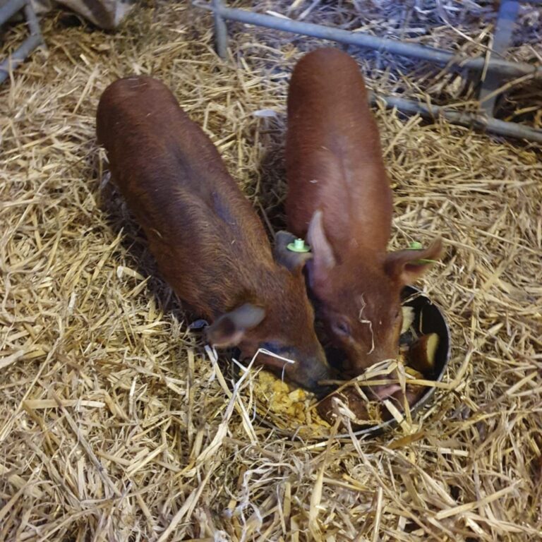 pigs on host farm
